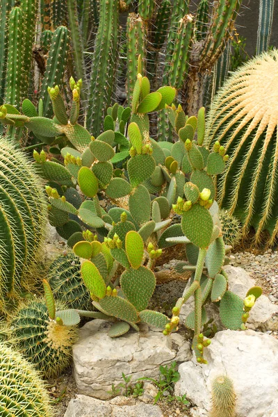 Cactuses background — Stock Photo, Image