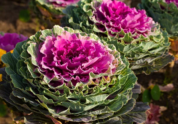 Decorative cabbage — Stock Photo, Image