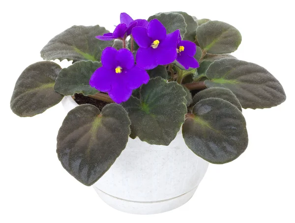 Viola in vaso — Foto Stock