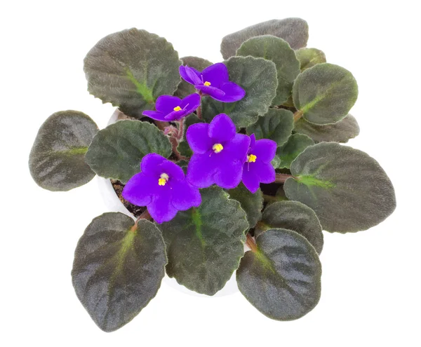 Violeta en maceta — Foto de Stock