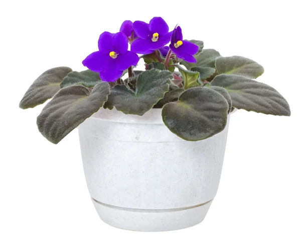 Viola in vaso — Foto Stock