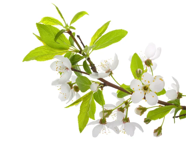 Blooming branch of plum tree — Stock Photo, Image