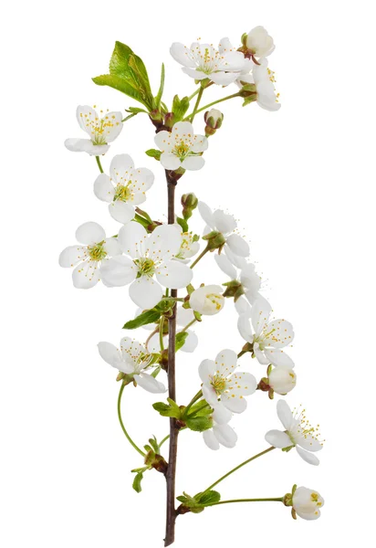 Floreciente rama de cerezo —  Fotos de Stock