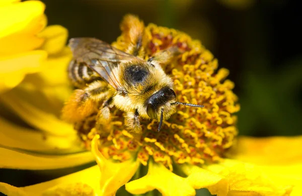 Bumblebee em flor — Fotografia de Stock