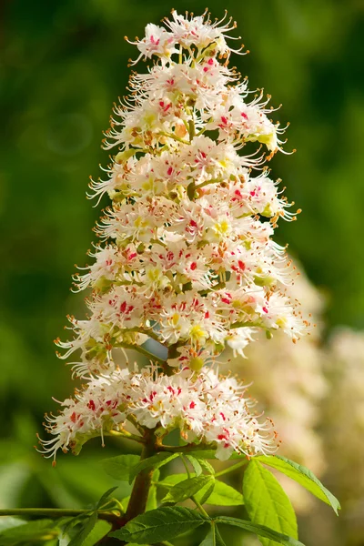 Kwitnący kasztan — Zdjęcie stockowe