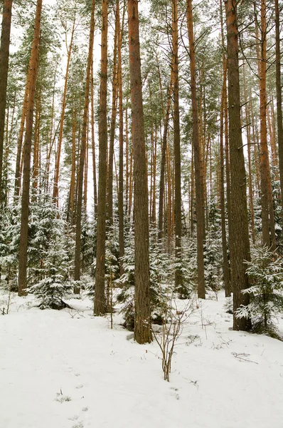Foresta di conifere in inverno — Foto Stock