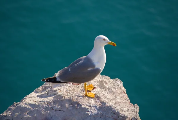 Seagull on stone against blue background — Stock Photo, Image