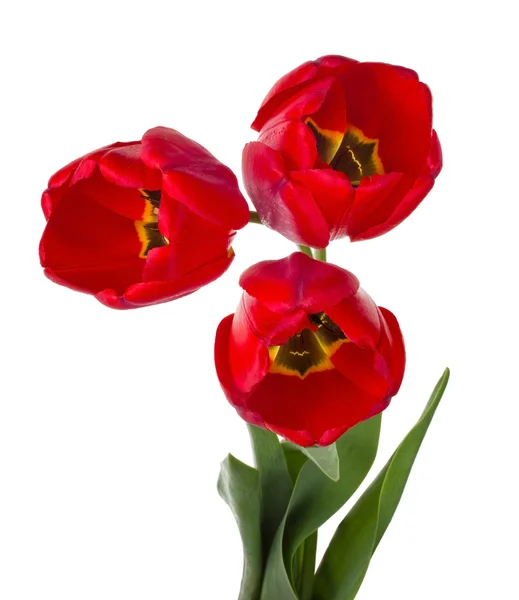 Červené tulipány kytice — Stock fotografie