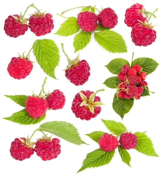 成熟莓的集合 — 图库照片