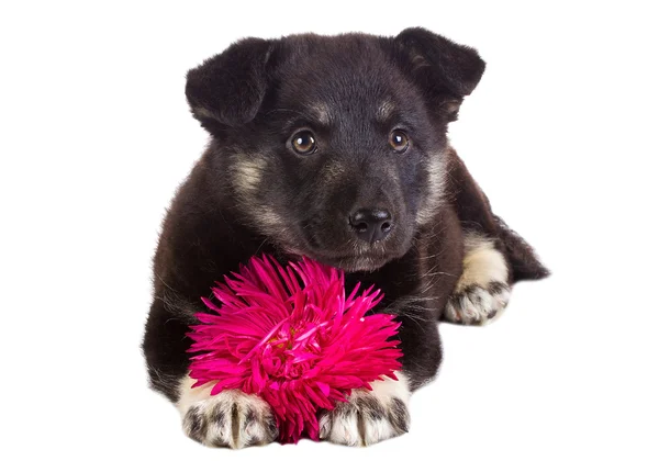 Puppy with flower — Stock Photo, Image