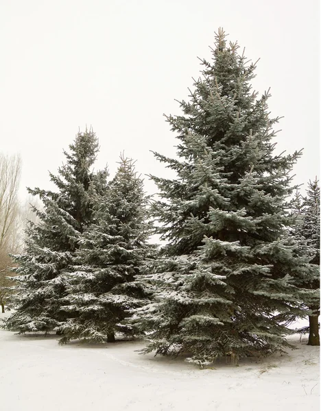 Tannenbäume im Schnee — Stockfoto