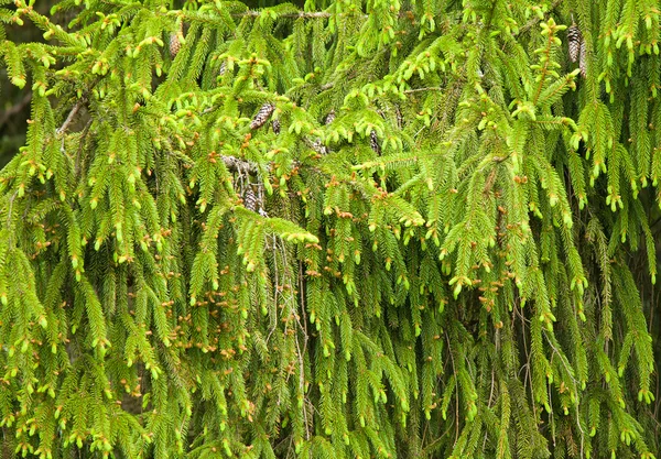 전나무 나무 배경 — 스톡 사진