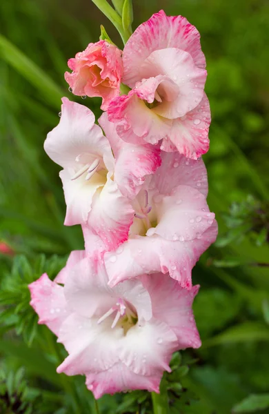 Gladiolus flor após a chuva de verão — Fotografia de Stock