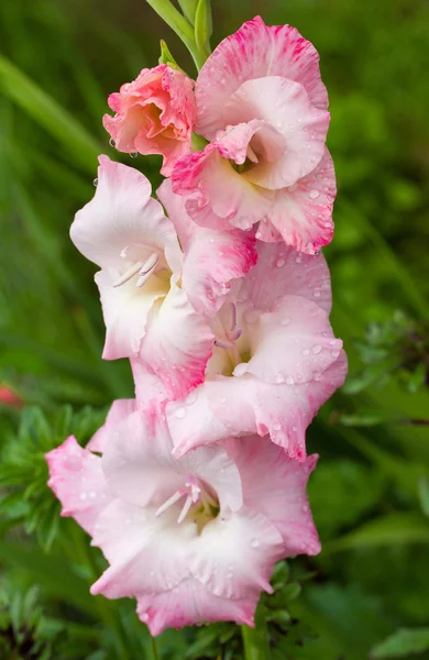 Gladiolus blomma efter sommaren regnar — Stockfoto