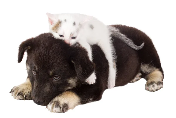Cachorro e gato — Fotografia de Stock