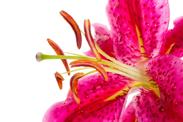 Vaaleanpunainen Lily — kuvapankkivalokuva