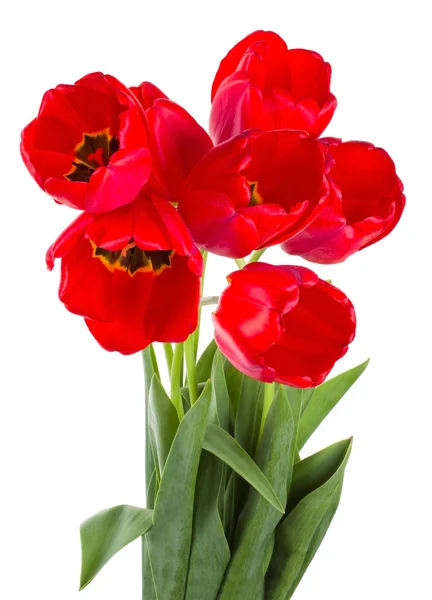 Červené tulipány kytice — Stock fotografie