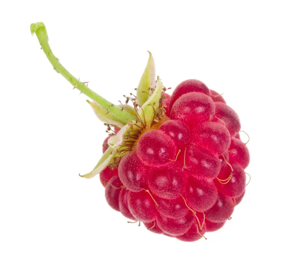 单个成熟莓 — 图库照片