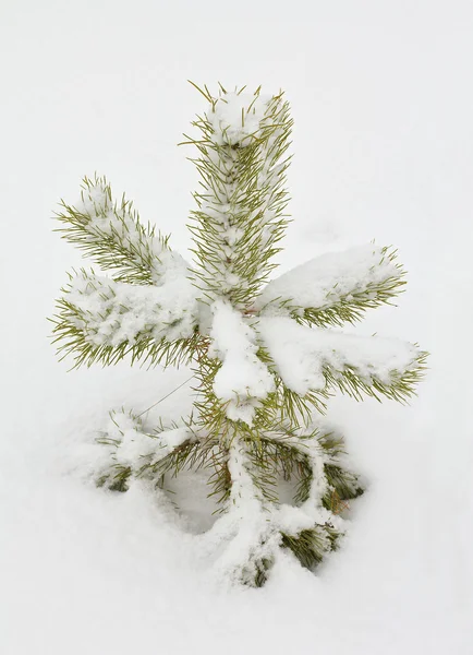 Pequeno pinheiro coberto de neve — Fotografia de Stock