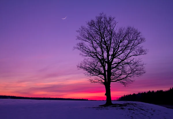 フィールドの日没 — ストック写真