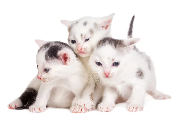 Чорно-білі кошенята — стокове фото