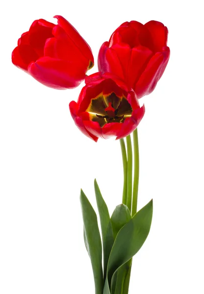 Vörös tulipán csokor — Stock Fotó
