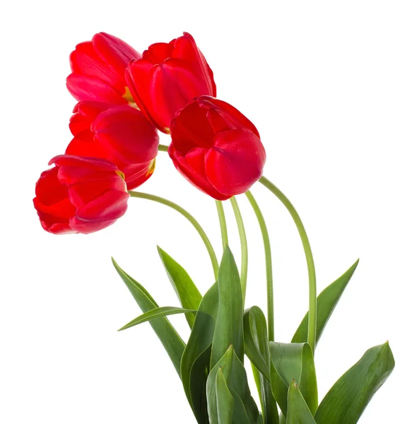 Roter Tulpenstrauß — Stockfoto