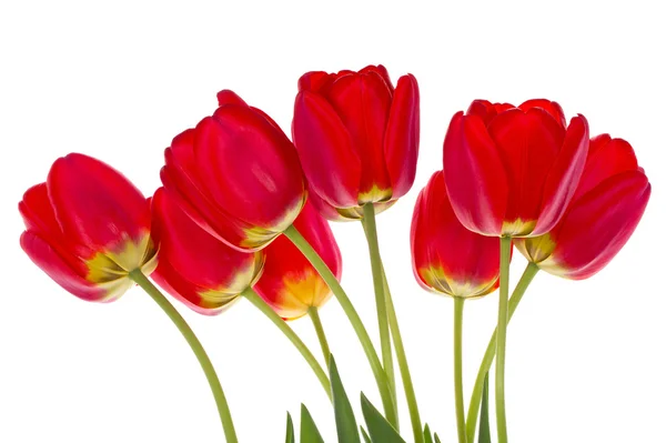 Czerwone tulipany bukiet — Zdjęcie stockowe
