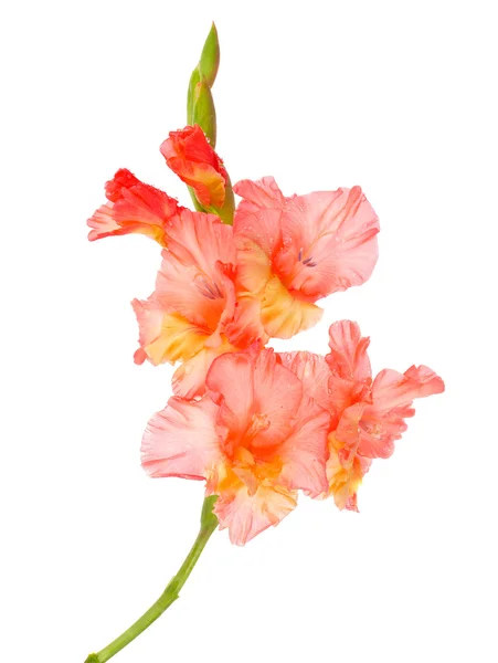 Мокрый цветок гладиолуса — стоковое фото