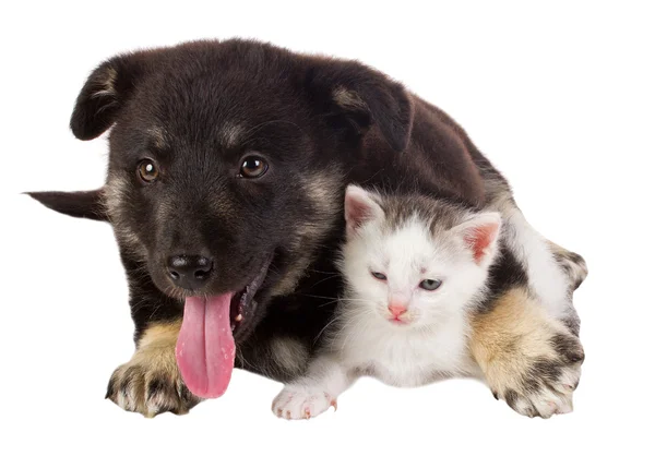 小狗和猫 — 图库照片