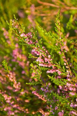 pembe heather