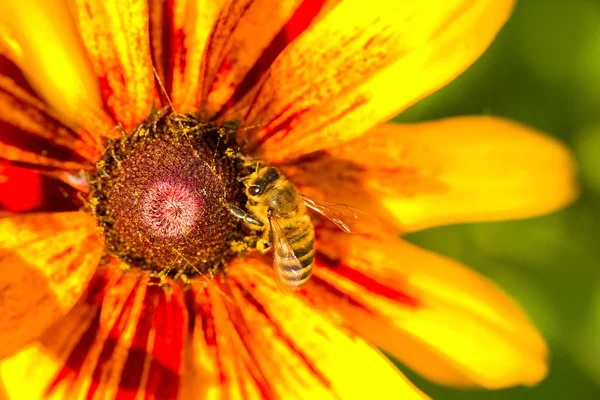 蜜蜂落在黄花上 — 图库照片