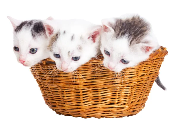 Tre kattungar sitter i korg — Stockfoto