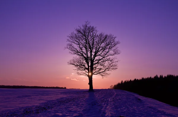Gün batımında yalnız ağaç — Stok fotoğraf