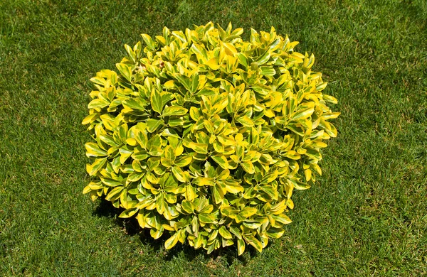Arbusto ornamentale — Foto Stock
