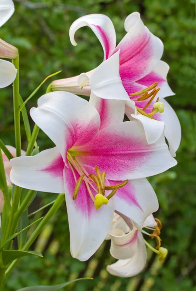 Pink-white lily — Stock Photo, Image