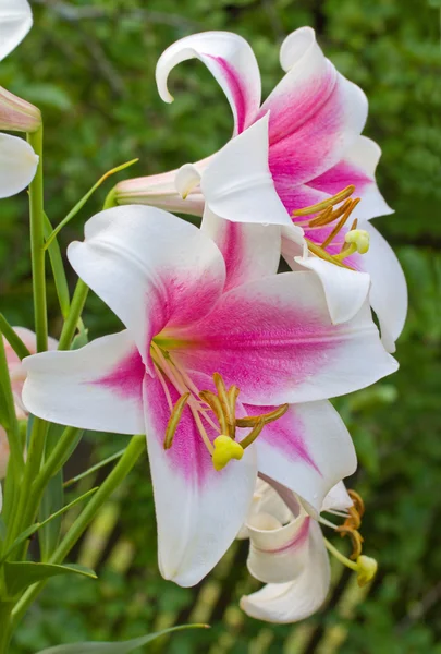 Rosa-weiße Lilie — Stockfoto