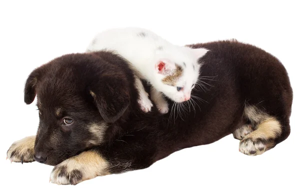 Puppy en kat — Stockfoto