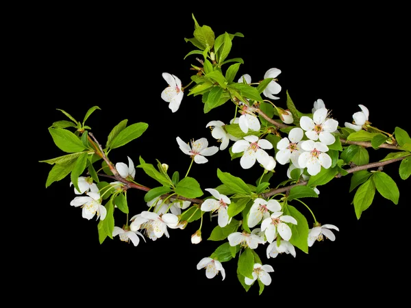 Erik ağacı çiçek dalları — Stok fotoğraf