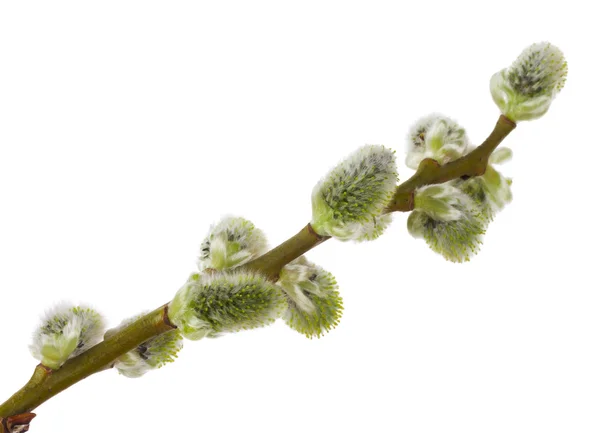 Pussy willow branch — Stockfoto