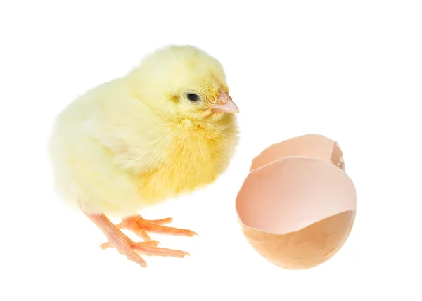 Chick in de buurt van shell — Stockfoto
