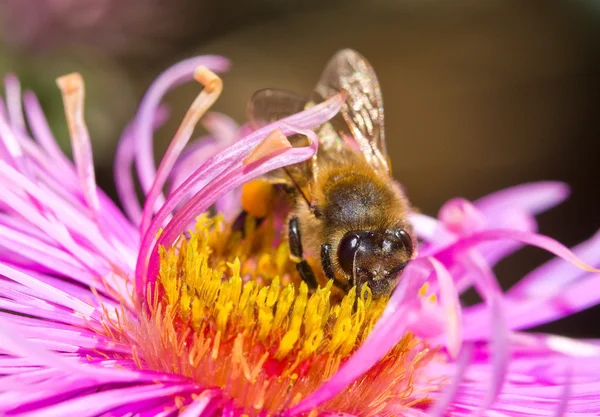 Biene auf rosa Blume — Stockfoto