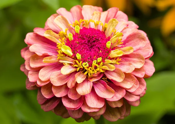 Цветок Далии — стоковое фото