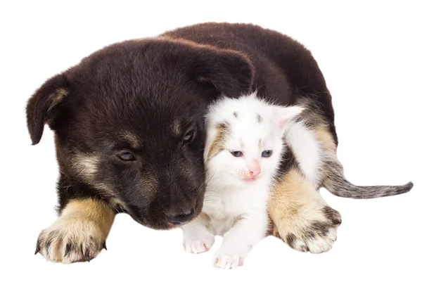 Kedi ve köpek yavrusu — Stok fotoğraf