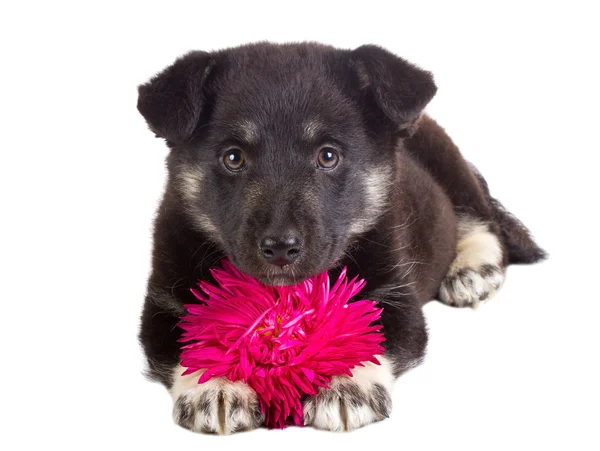Puppy holding flower — Stock Photo, Image