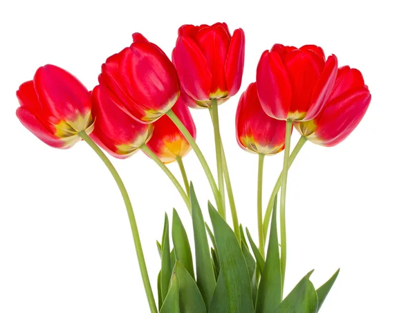 Ramo de tulipanes rojos — Foto de Stock