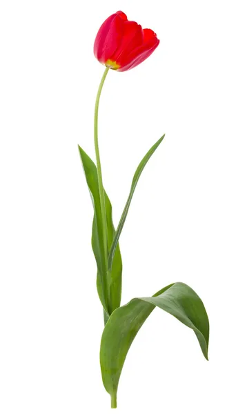 Single red tulip — Stock Photo, Image