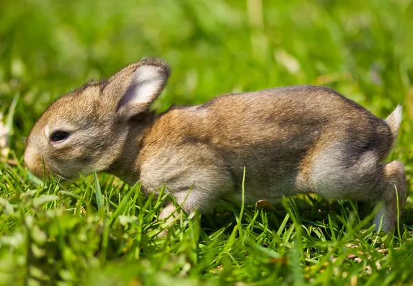 녹색 잔디에 회색 토끼 — 스톡 사진