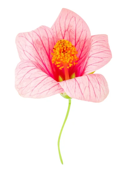 Close-up flor rosa — Fotografia de Stock