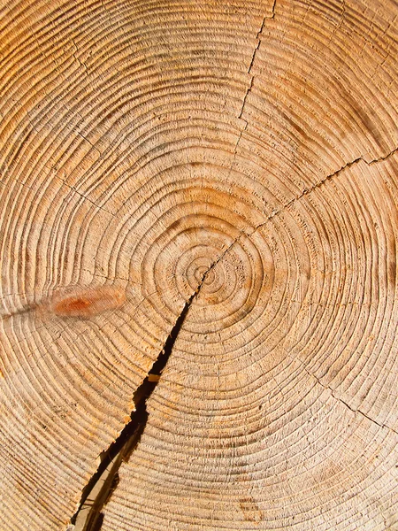 Fresh cut wood — Stock Photo, Image